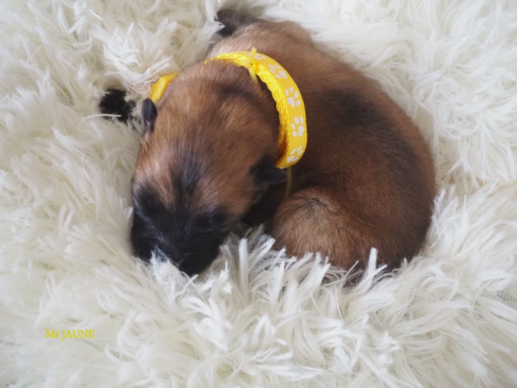 De L'Eclipse De L'Ourem - Eurasier - Portée née le 05/05/2022